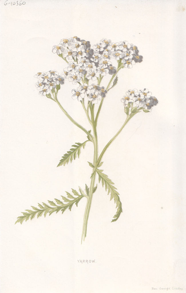 FLOWERS. Yarrow c1895 old antique vintage print picture